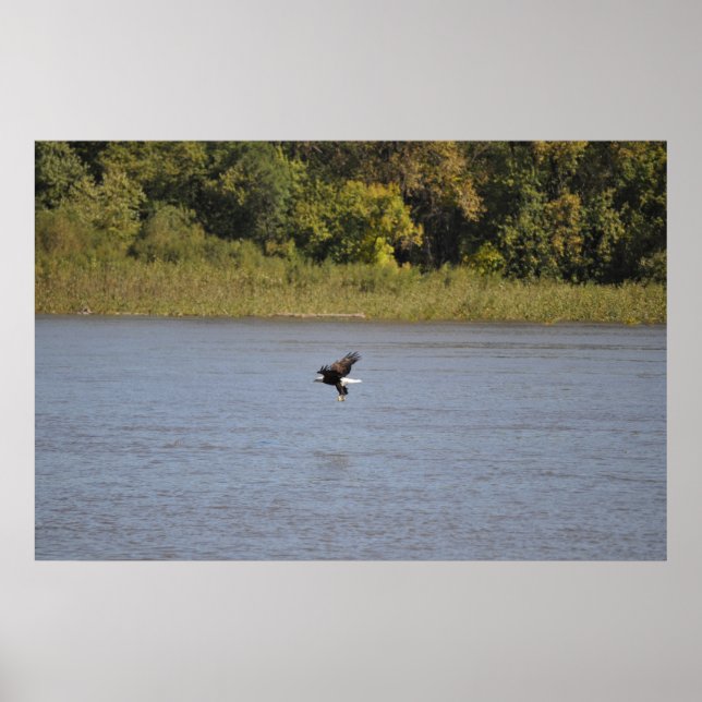 Póster Bald Eagle (Frente)