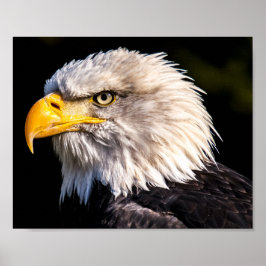 Póster Bald Eagle