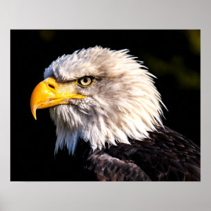 Póster Bald Eagle