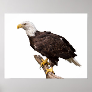 Póster Bald Eagle