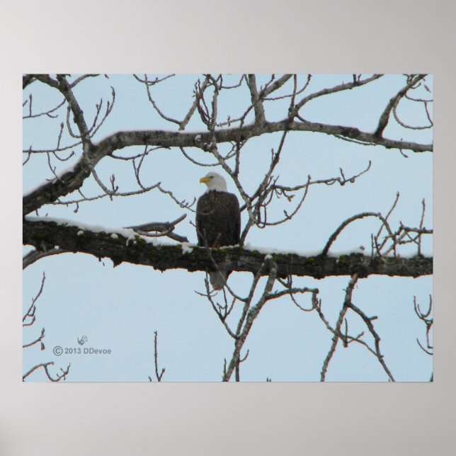 Póster Bald Eagle (Frente)