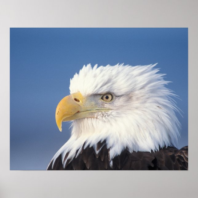 Póster bald eagle, Haliaeetus leuccocephalus, (Frente)