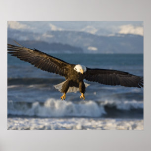 Póster Bald Eagle, Haliaeetus leucocephalus, Homer, 3