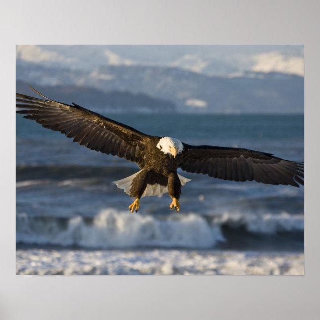 Póster Bald Eagle, Haliaeetus leucocephalus, Homer, 3 (Frente)