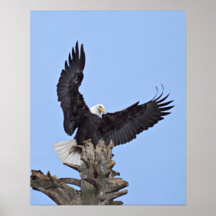 Póster Bald Eagle (Haliaeetus leucocephalus) with wings