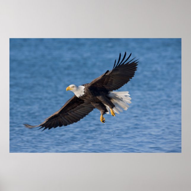 Póster Bald eagle in flight (Frente)