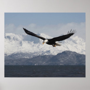 Póster Bald Eagle in Flight, Haliaeetus leucocephalus,