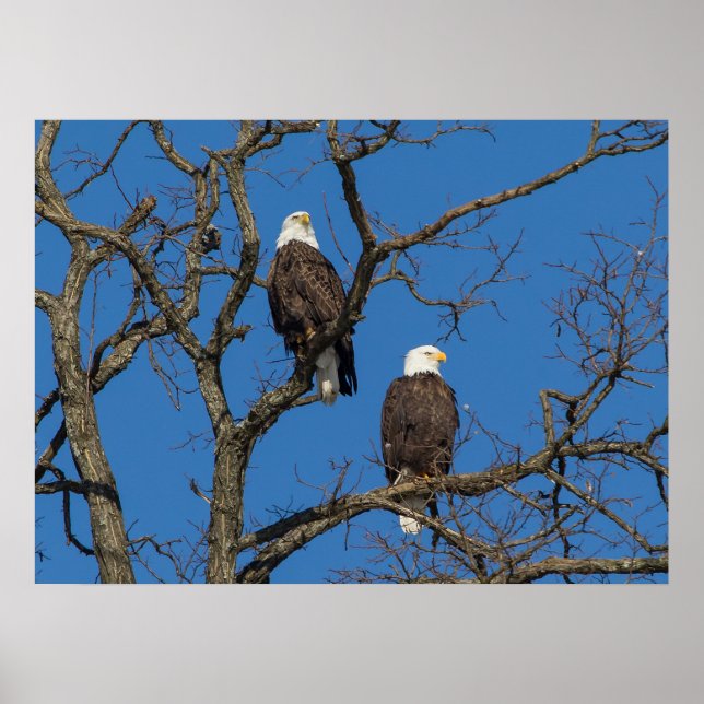 Póster Bald Eagle Pair (Frente)