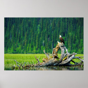 Póster Bald Eagle Perched On Branch