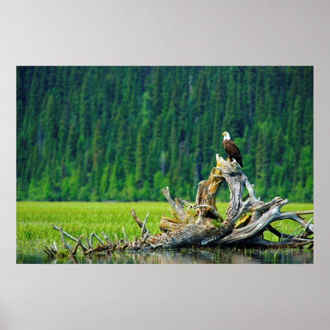 Póster Bald Eagle Perched On Branch (Frente)