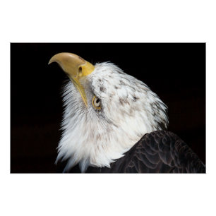 Póster Bald Eagle Portriat