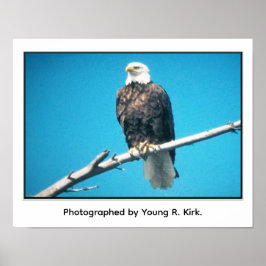 Póster Bald Eagle Poster