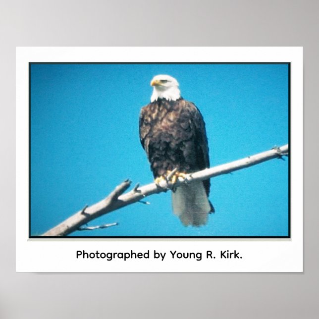 Póster Bald Eagle Poster (Frente)