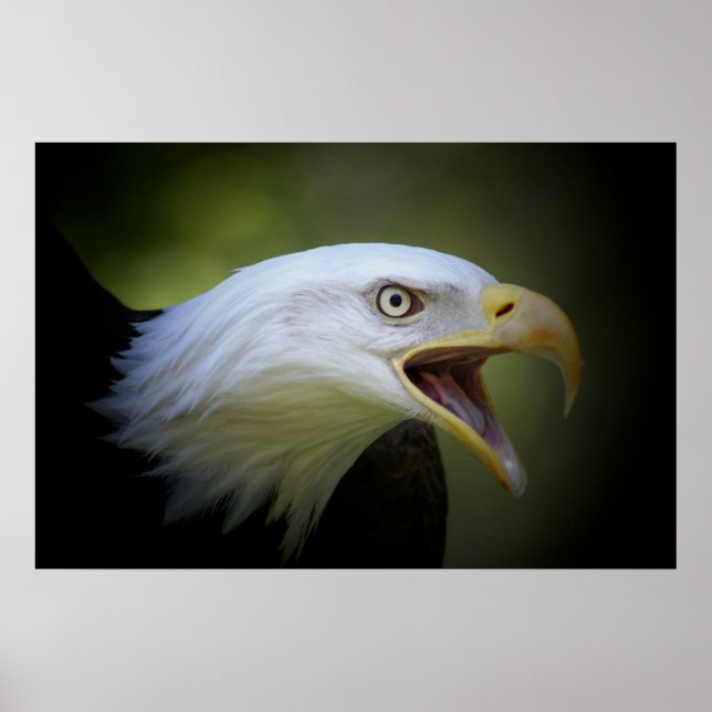 Póster Bald Eagle poster (Frente)