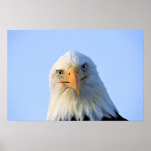 Póster Bald Eagle poster