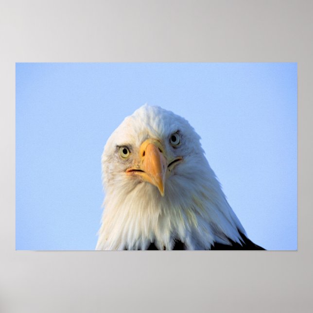 Póster Bald Eagle poster (Frente)