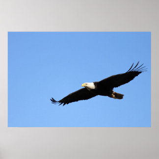 Póster Bald Eagle Soar