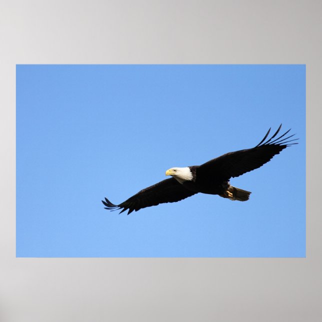 Póster Bald Eagle Soar (Frente)