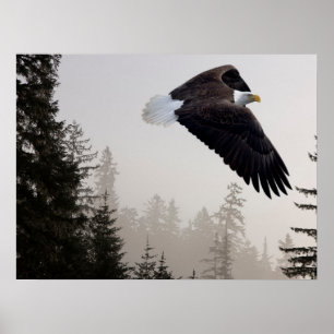 Póster Bald Eagle Soaring Through Mist