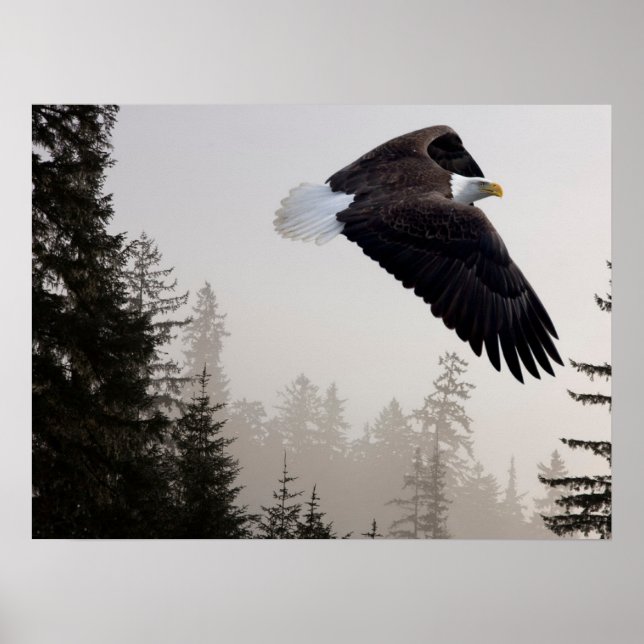 Póster Bald Eagle Soaring Through Mist (Frente)