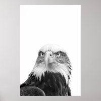 Bald Eagle Woodland Retrato moderno blanco negro