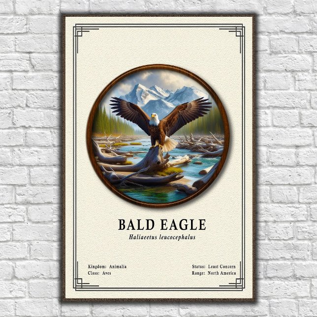 Póster Bald Eagle Zoology Series (Subido por el creador)