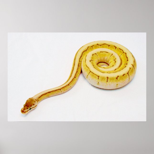Póster Ball amarillo brillante Python (Frente)