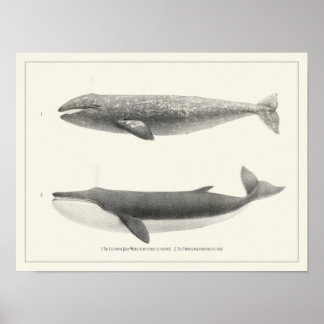 Póster Ballena antigua de California, ballena gris y ball