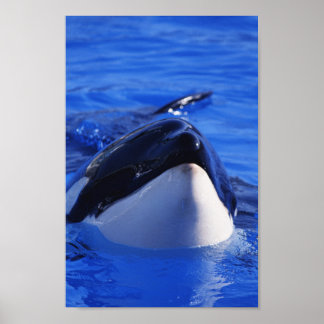 Póster Ballena asesina de Orca