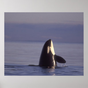 Póster Ballena asesina de orca (orcinus) en spyhopping ce