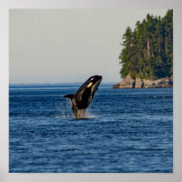Ballena asesina escapando del agua del océano
