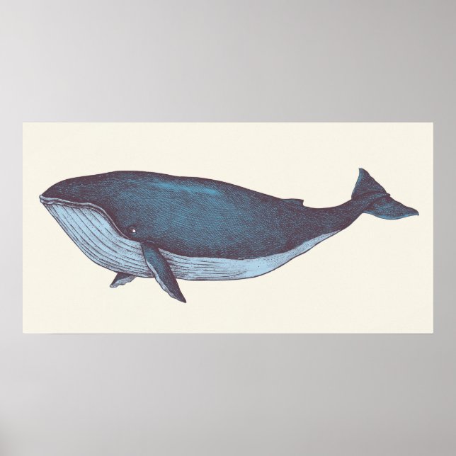 Póster Ballena azul (Frente)