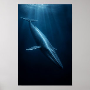 Póster Ballena Azul Nadando a Través de la Luz del Océano