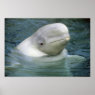 Póster Ballena Beluga, Delphinapterus leucas), cautiva