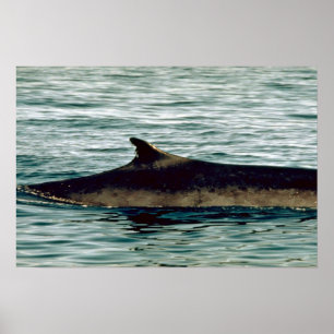 Póster Ballena de aleta