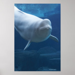 Póster Ballena de la beluga (leucas del Delphinapterus)