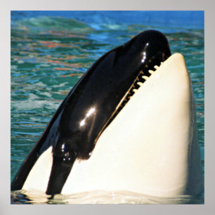 Póster Ballena emergiendo en un océano en calma