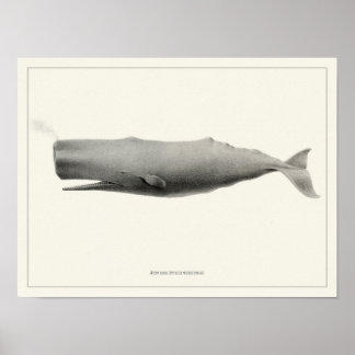 Póster Ballena esperma + Poster