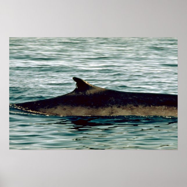 Póster Ballena fina (Frente)