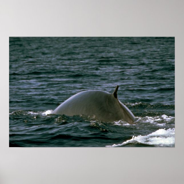 Póster Ballena fina (Frente)