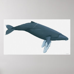 Póster Ballena jorobada