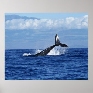 Póster Ballena jorobada buceando en el océano, aleta caud