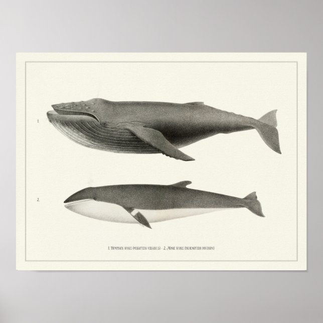 Póster Ballena jorobada y ballena mineral (Frente)