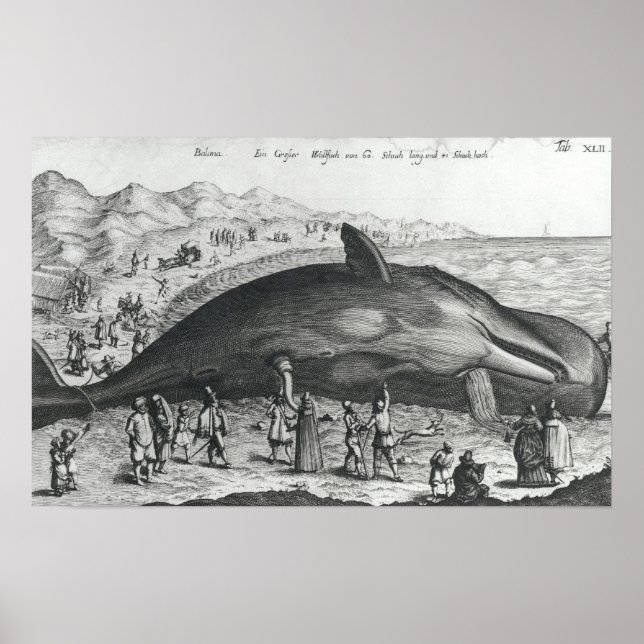 Póster Ballena muerta (Frente)