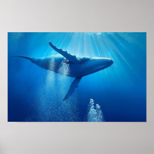 Póster Ballena Océano Mar Naturaleza Azul Agua Profundo V