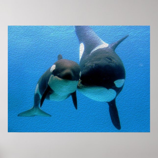 Póster Ballena Orca con ternera (Frente)