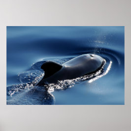 Póster Ballena piloto