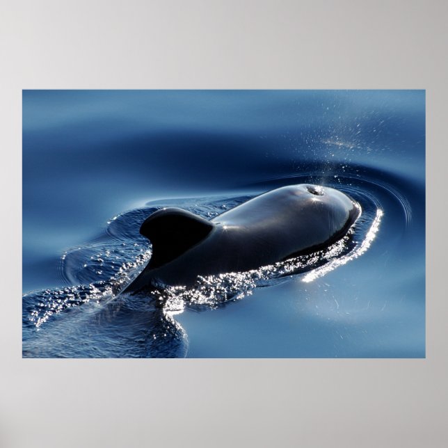 Póster Ballena piloto (Frente)