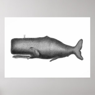 Póster Ballena vintage