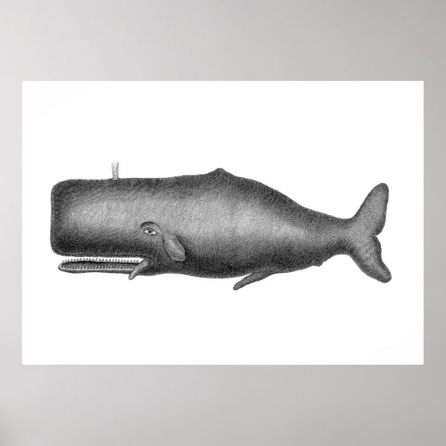 Póster Ballena vintage (Frente)